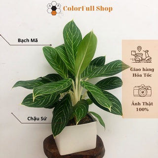 Cây BẠCH MÃ HOÀNG TỬ - cao 20-25cm, cây phong thủy trồng trong nhà lọc không khí, Full Color Shop.