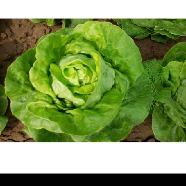 Hạt giống xà lách đăm