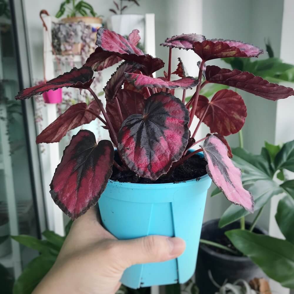 Chậu cây Begonia rex Red Kiss (Thu Hải Đường Nụ Hôn Đỏ) chậu nhựa