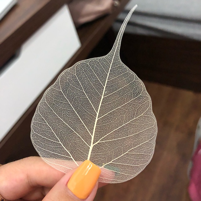Xương lá Bồ Đề nguyên bản - 100 lá/set