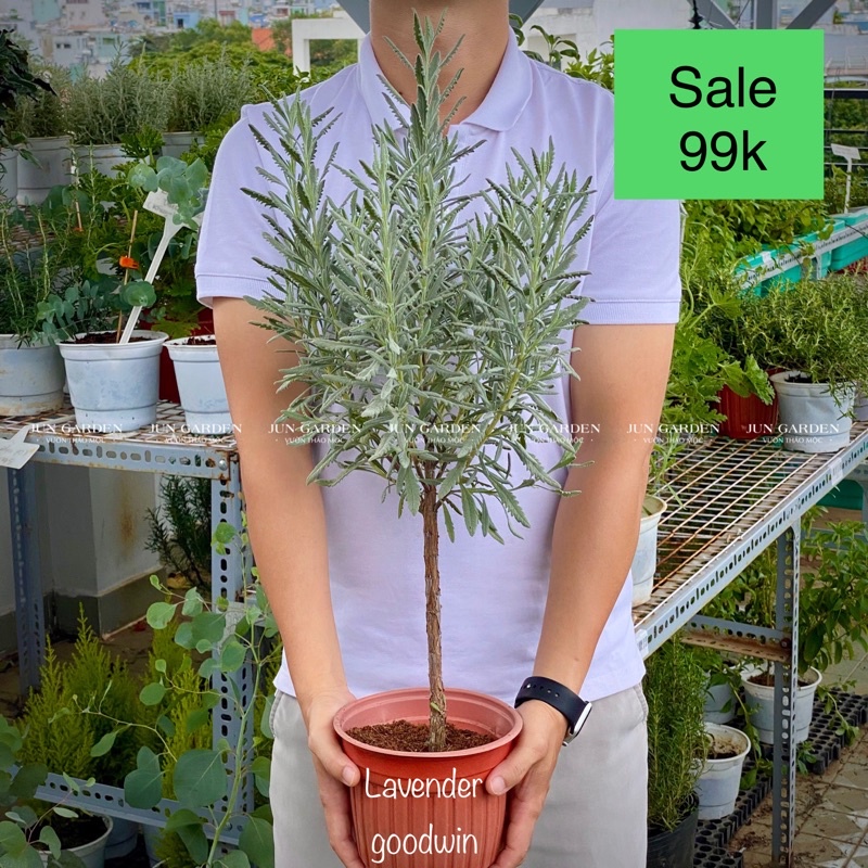 Chậu Hoa Oải Hương Lavender JUN GARDEN chịu nhiệt