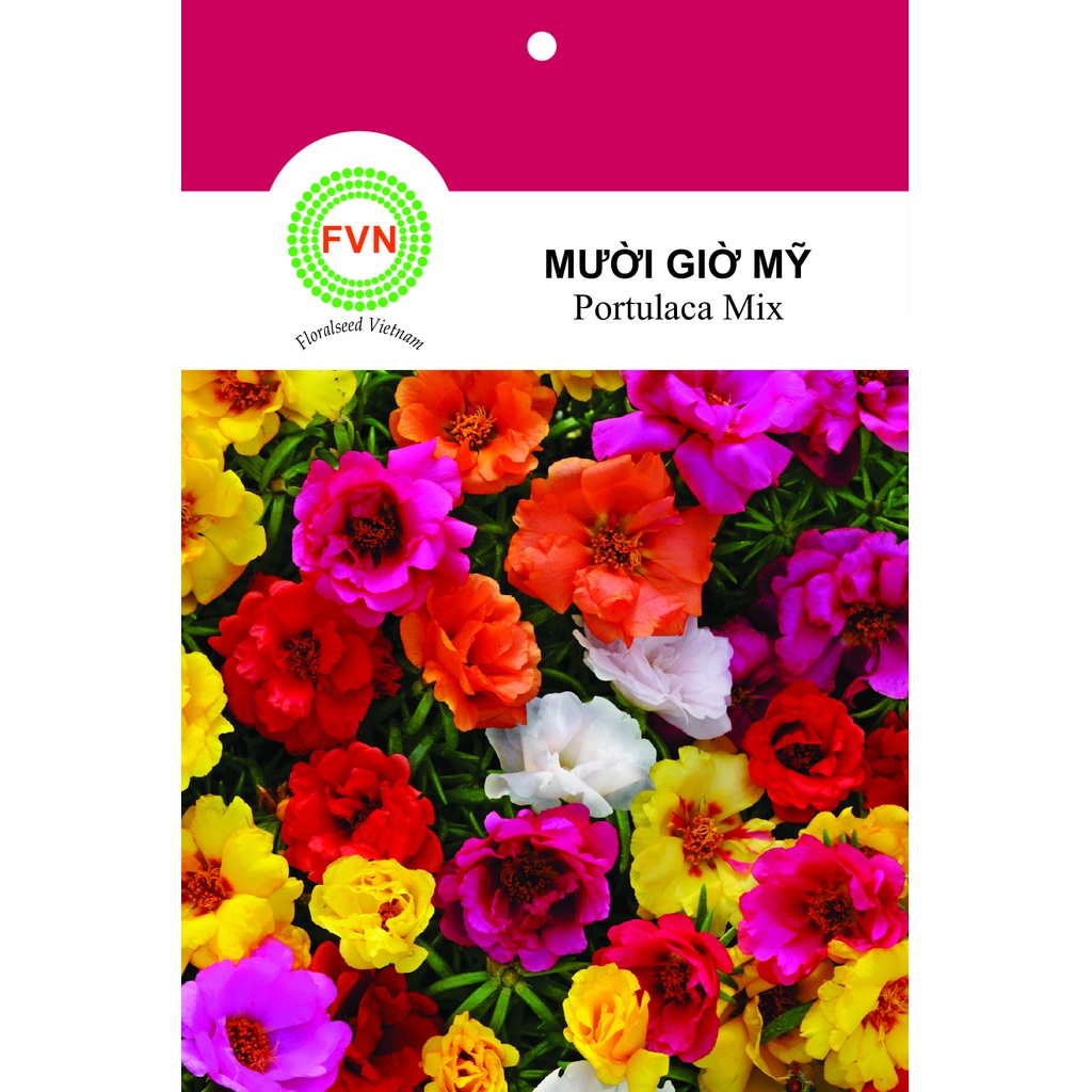 HẠT GIỐNG HOA MƯỜI GIỜ MỸ ĐỨNG NHIỀU MÀU FVN GÓI 10 HẠT - PORTULACA MIX