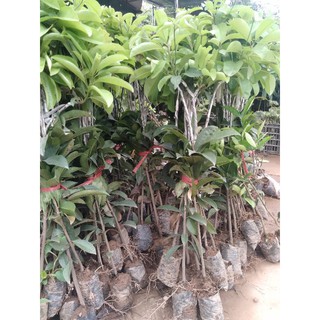 Hồng Xiêm Xoài