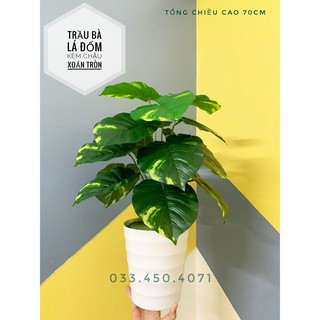 Cây giả cây trầu bà lá đốm 60cm