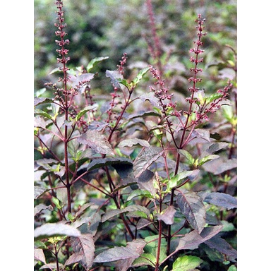Hạt giống cây hương nhu tía - 0.2gram/gói