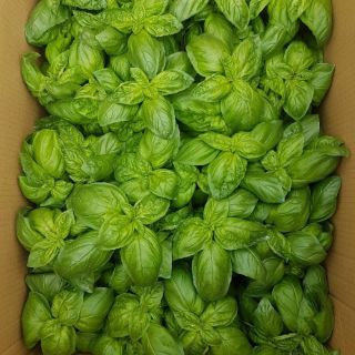 Cây  Húng Tây Sweet Basil