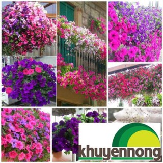 1000 hạt giống dạ yến thảo mix