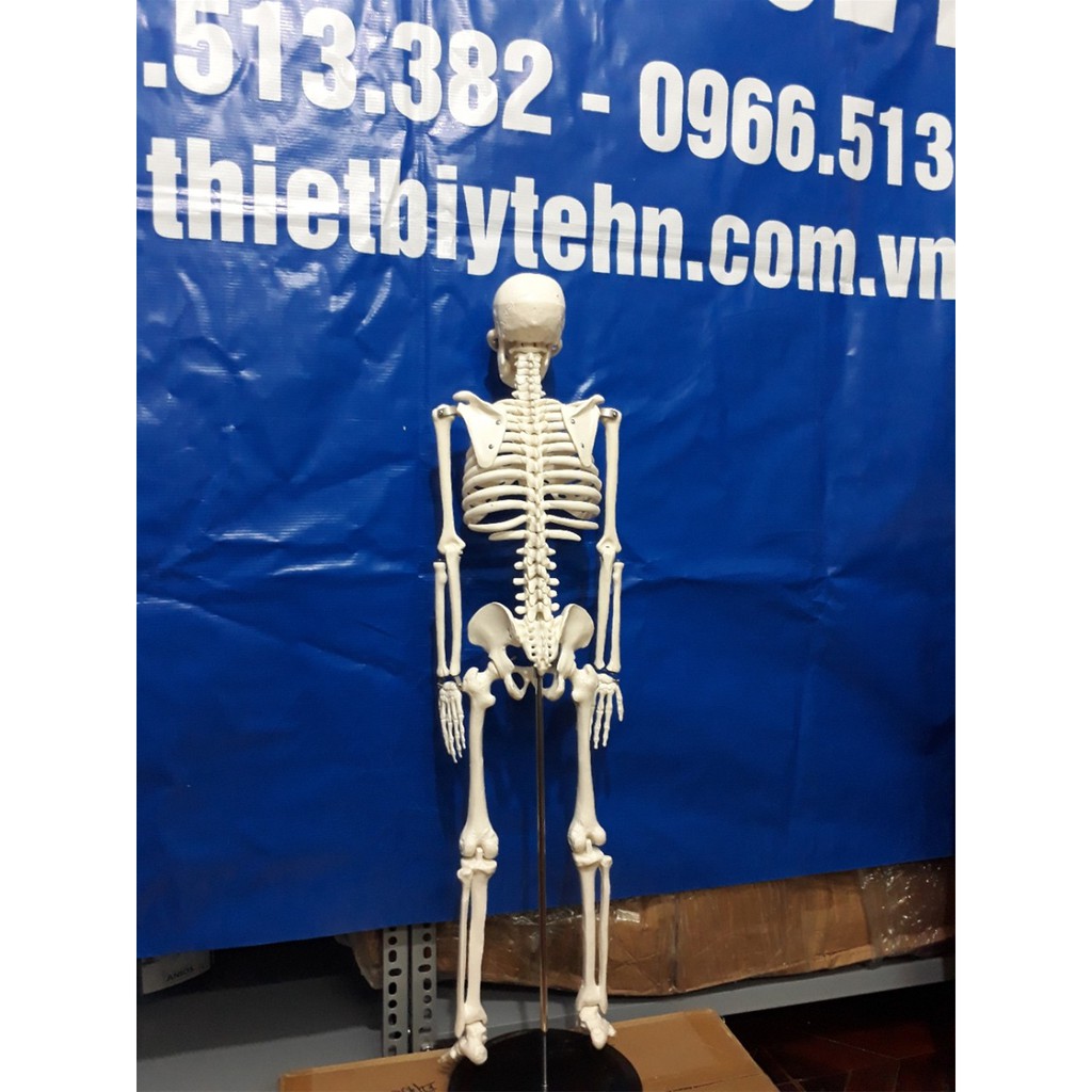 Mô hình xương người cao 85cm có rễ thần kinh từ cột sống