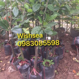 Cây mít thái cây to hơn loại 80k