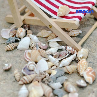 Khoảng 40 chiếc mini thu nhỏ biển conch vỏ cây cảnh lanscape diy trang trí