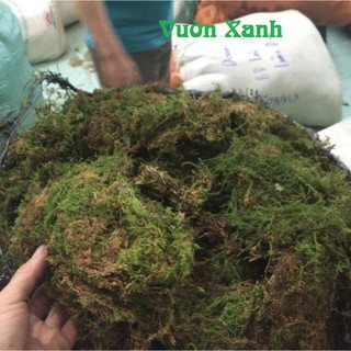 --- Rêu rừng tự nhiên phơi khô 0,5kg chất, giá rẻ.