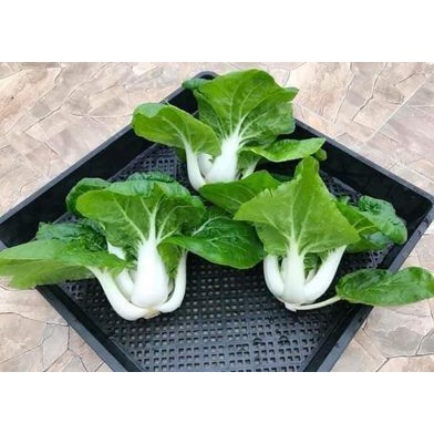 HẠT GIỐNG CÁI SIRO NGỌT - 2800H