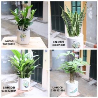 Chậu trồng cây  mini dáng trụvcao 15cmcm rộng 12cm
