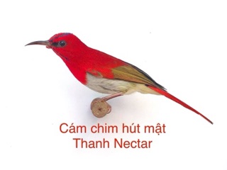 Cám chim hút mật Thanh Nectar