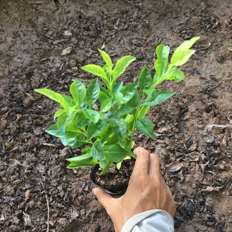 [Cây Công Trình] cây chuỗi ngọc trồng bịch đen cao 15-20cm thích hợp trồng đường viền,hàng rào lối đi