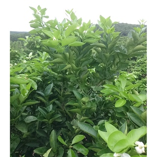 Phân bón hữu cơ Vino 79 (Vinco 79) - 4 lít