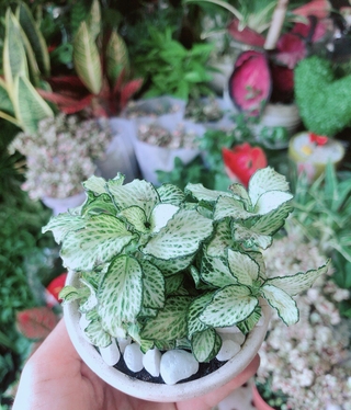 Chậu Cây Cẩm Nhung Xanh (cây may mắn)