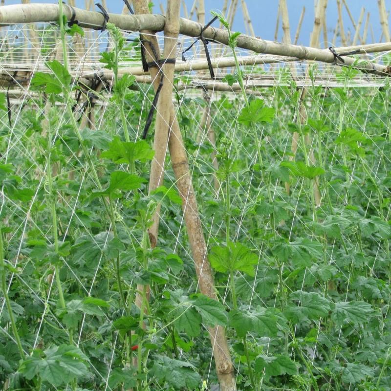 Lưới làm gìan cho cây leo (dưa chuột, đậu đũa, đậu cove,...) 1.8x100m