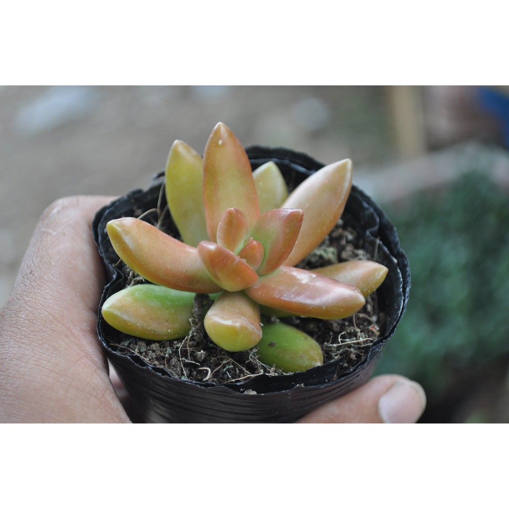 sen đá cam (Sedum adolphi)