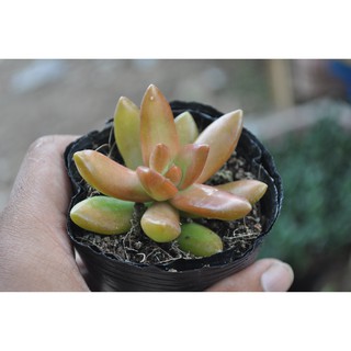 sen đá cam (Sedum adolphi)