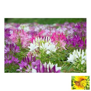 Hạt giống Hồng ri (50 hạt nhiều màu)