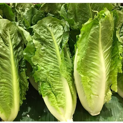 [Seeds] Hạt giống Xà lách Romaine, đóng gói 2gr, dễ trồng, năng suất cao