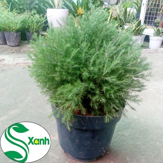 Cây tùng bồng lai - cây phong thủy