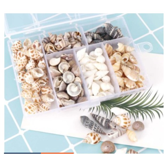 Phụ kiện vỏ ốc xà cừ trang trí resin 100G