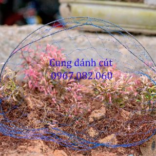81k 1bộ cung bẫy CHIM CÚT