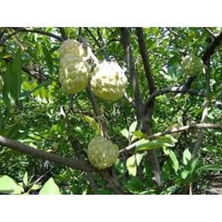 cây na đài loan giống chuẩn giống F1 , cây đẹp, giống chuẩn