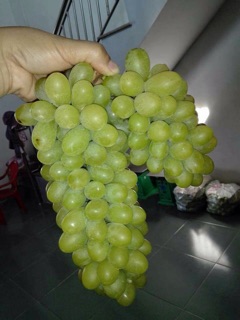 Nho xanh phan rang Ninh thuận 1kg