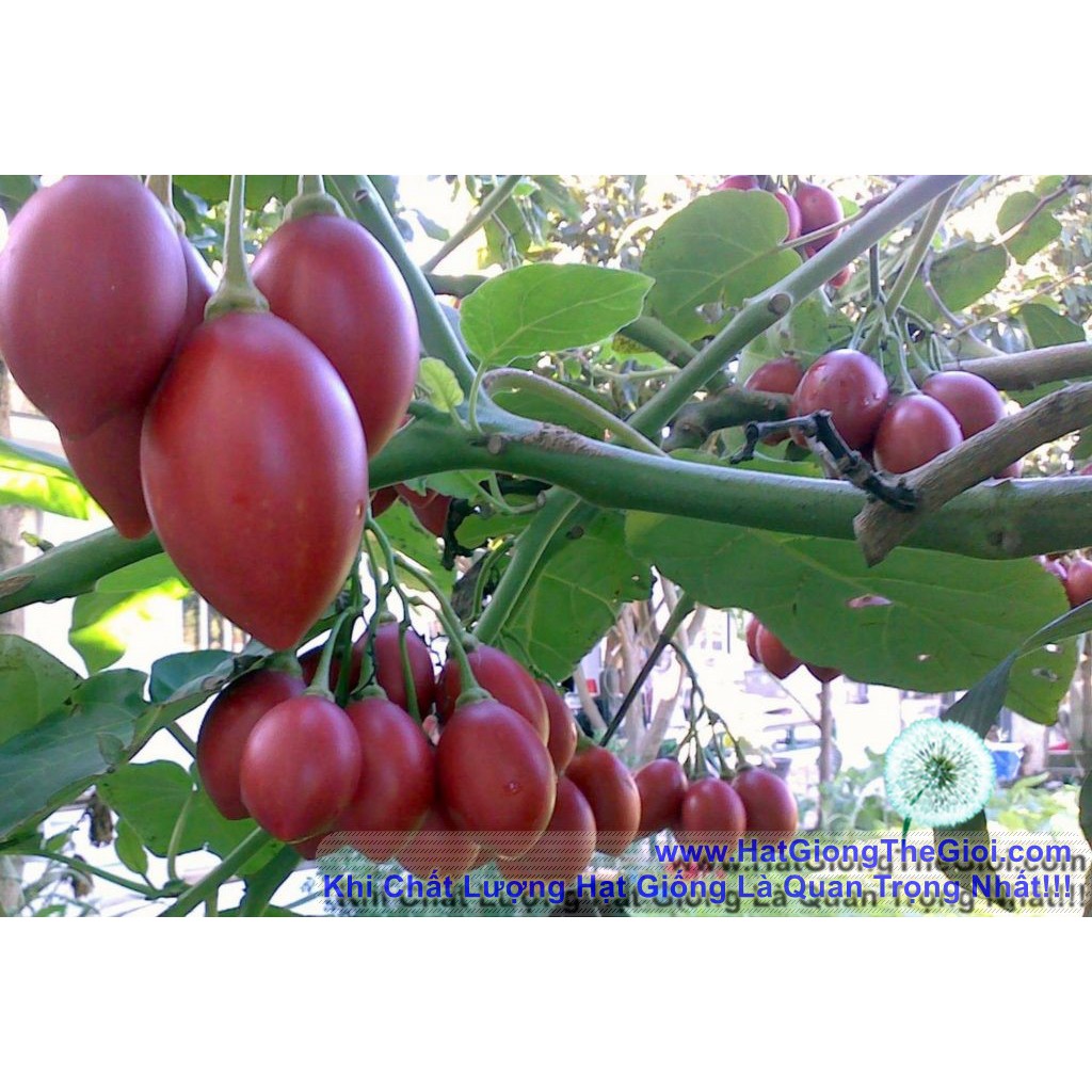 10h Hạt Giống Cà Chua Thân Gỗ Tamarillo Đỏ (A3.103| C3*W45)