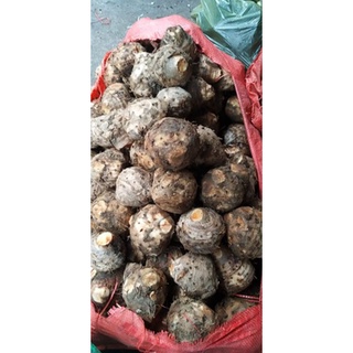 1kg Nghệ độc thân