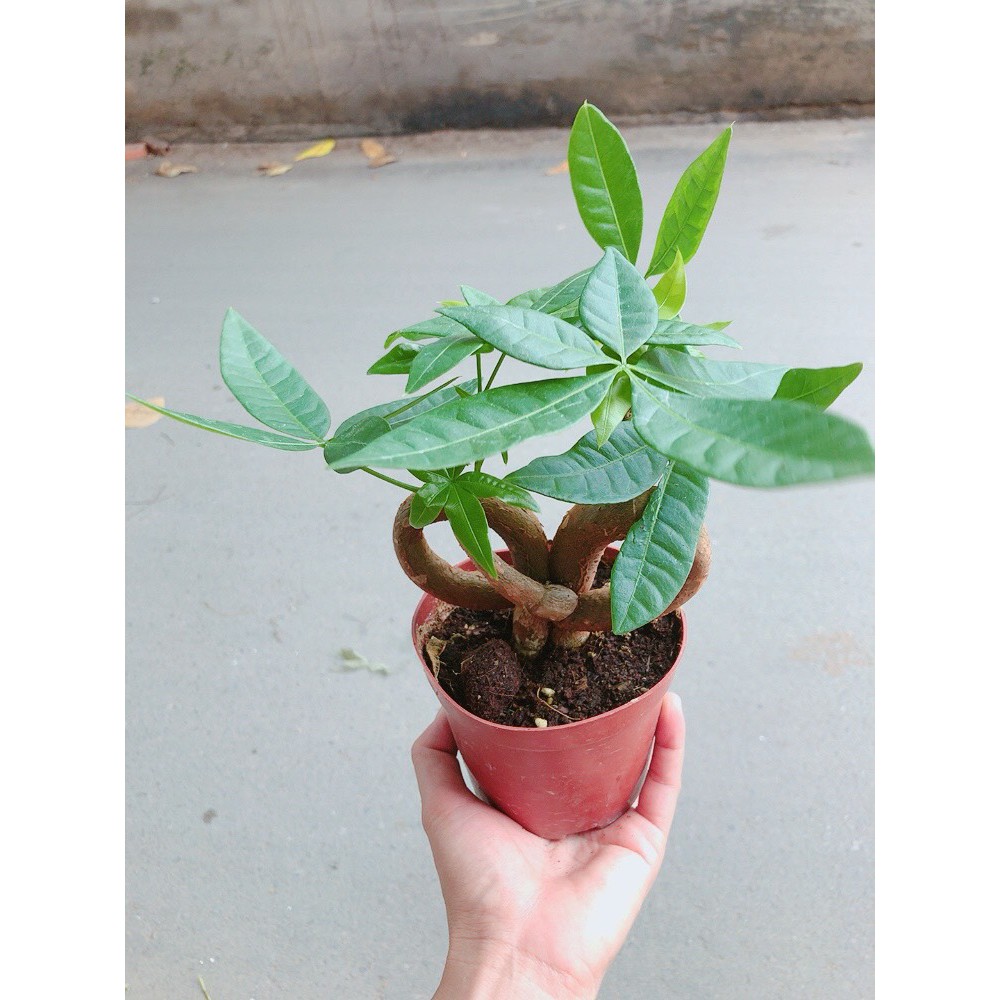 Chậu kim ngân nơ