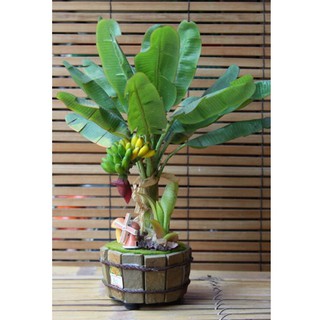 Chuối lùn ăn trái mini làm cảnh hàng giống chuẩn -UtNho