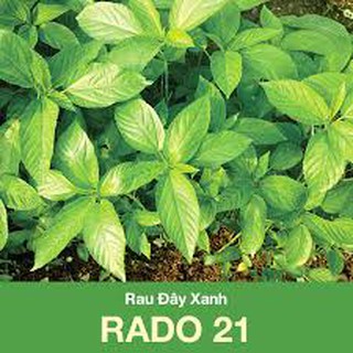 Hạt Giống Rau Đay Xanh Cao Sản (20 Gr)