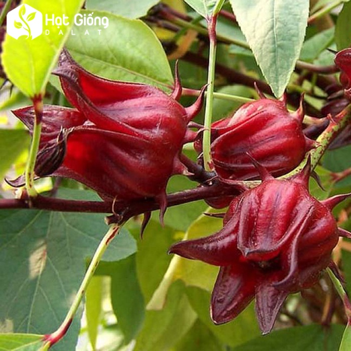 Hạt Giống Cây Atiso Đỏ  - 20 hạt -KNS20