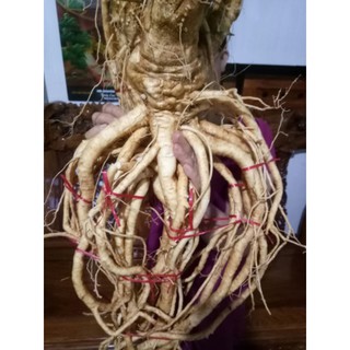 Củ Đinh Lăng Nếp 4 - 5kg