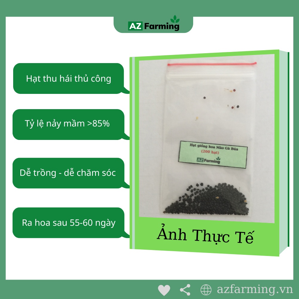 Hạt Giống Hoa Mào Gà Búa - Gói 300 Hạt - AZ Farming