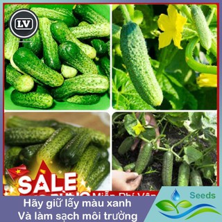 Hạt Giống Dưa Chuột Bao Tử - 10 Hạt - Hạt giống Long Vũ