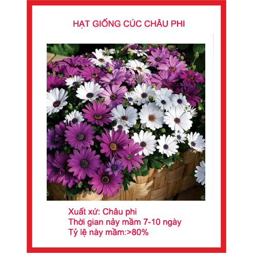 hạt giống cúc châu phi gói 30 hạt