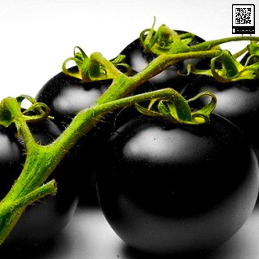 Hạt giống cà chua đen cherry - Gói 0.1g