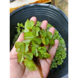 Bèo tai chuột, bèo tổ ong