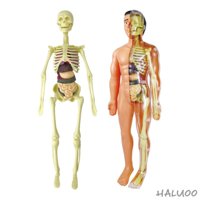 Mô Hình Bộ Xương Người Dùng Giải Phẫu Cơ Thể Với Xương Nhìn Như Thật Và Chuyển Động Cho Học Khoa Học Trẻ Em