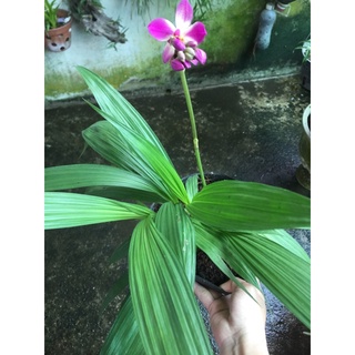 Địa lan chu đỉnh tím