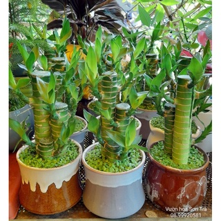 (Q.8 - GIAO TRONG NGÀY) Cây TRÚC PHÁT TÀI, ưa mát.