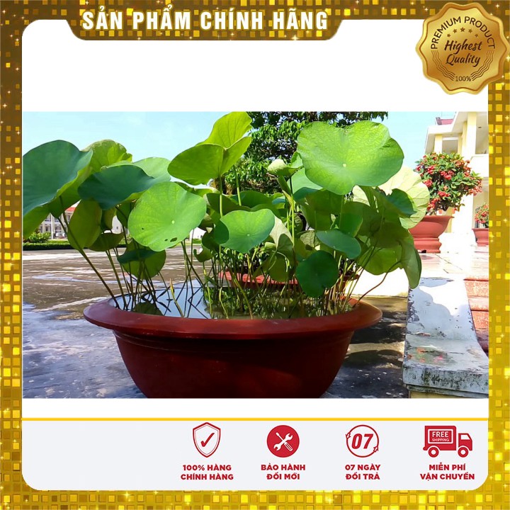 Hạt Giống Sen Ta Quê Hương ( 10 hạt )