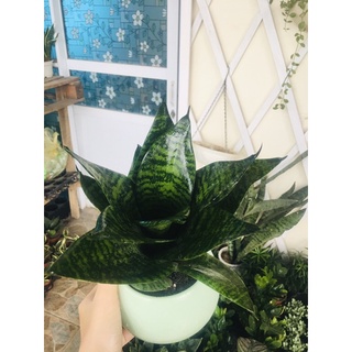 Cây lưỡi mèo để bàn