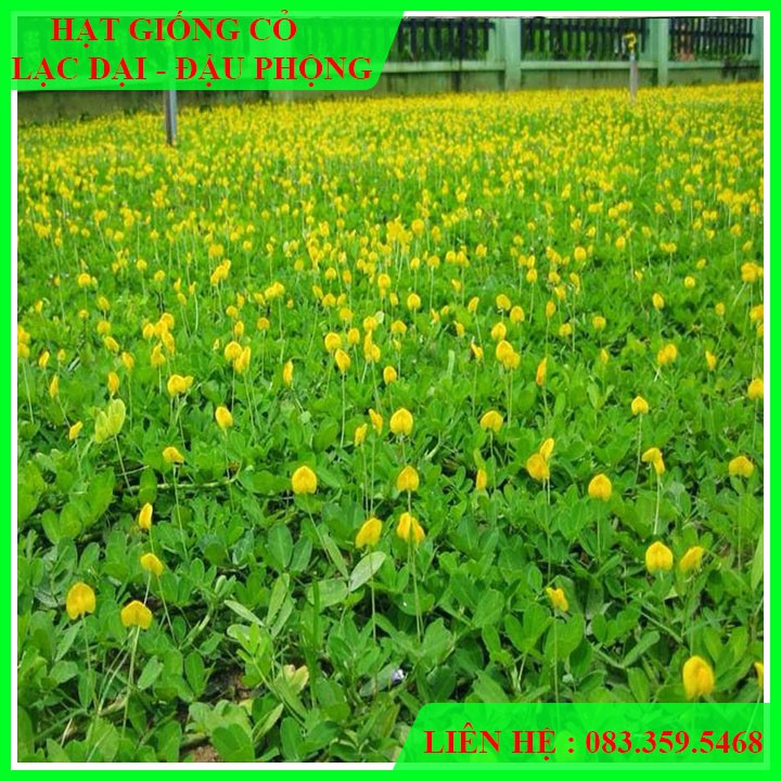 Gói 100g Hạt giống cỏ Lạc Dại - Đậu Phộng (Cỏ thảm cảnh trang trí sân vườn bãi đất trống rất đẹp)(Khoảng 450-500 hạt)