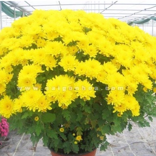 Hạt giống hoa cúc đại đóa vàng